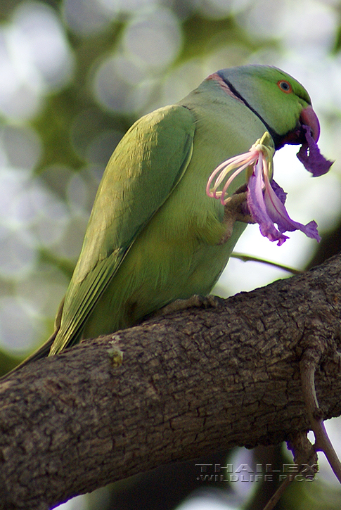 Psittacula krameri (Ring-necked Parakeet)