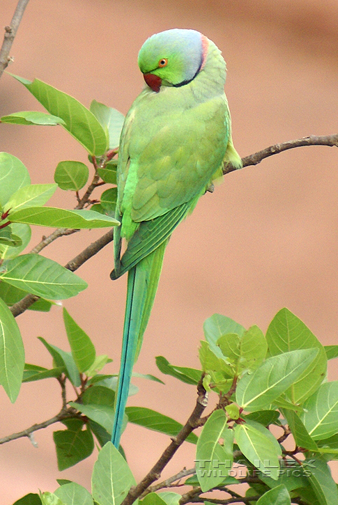 Psittacula krameri (Rose-ringed Parakeet)