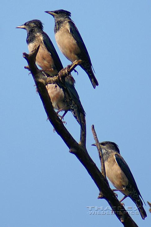 Sturnus roseus (Rosy Starling)