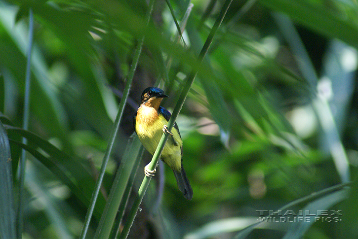 Ruby-cheeked Sunbird (Anthreptes singalensis)