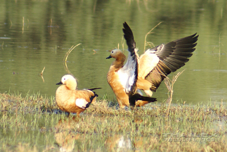 Ruddy Shelduck (Tadorna ferruginea)