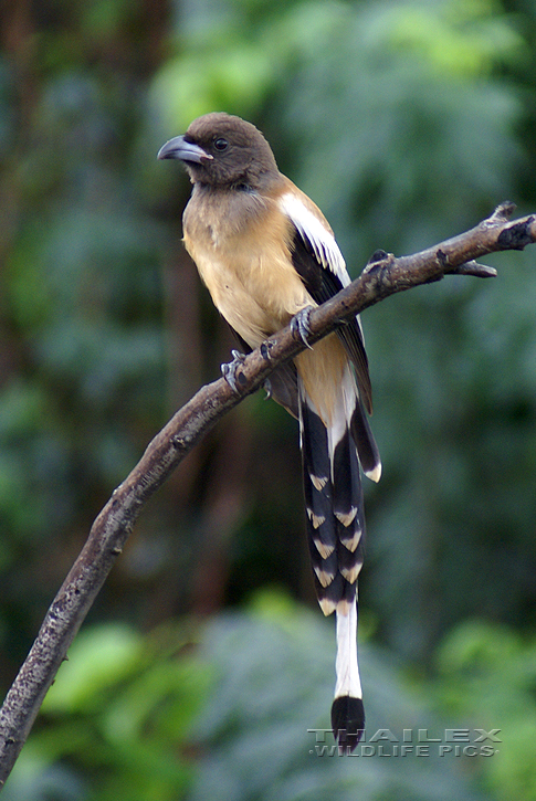 Rufous Treepie (Dendrocitta vagabunda)