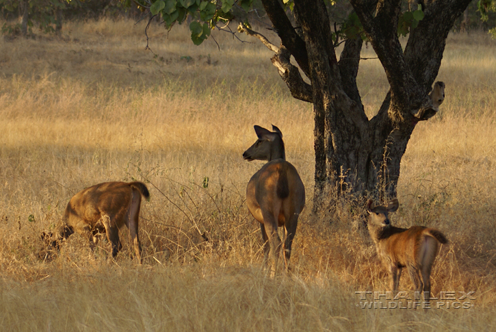 Cervus unicolor (Sambar Deer)