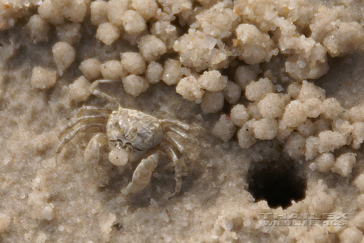Scopimera inflata (Sand Bubbler Crab)