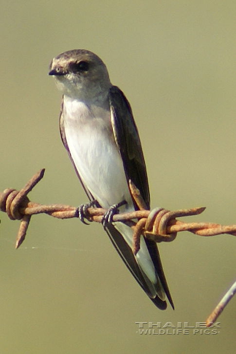 Riparia riparia (Sand Martin)