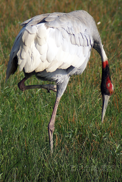 Sarus Crane (Grus antigone)