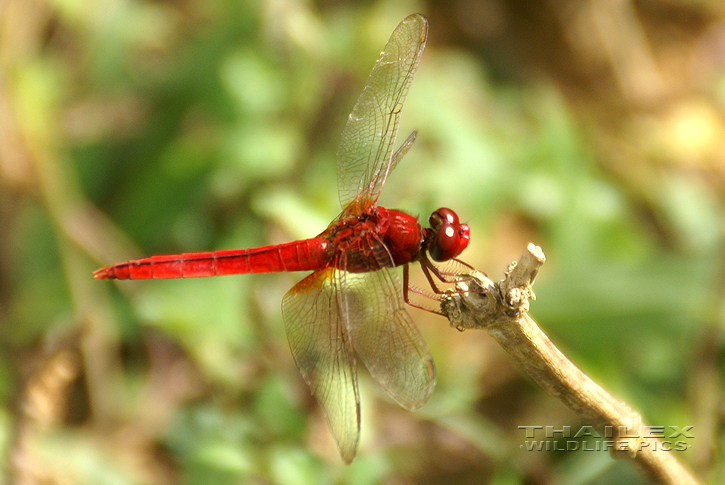 Crocothemis servilia (Scarlet Skimmer)