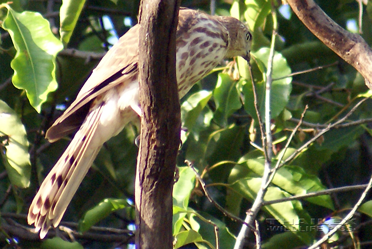 Accipiter badius (Shikra)