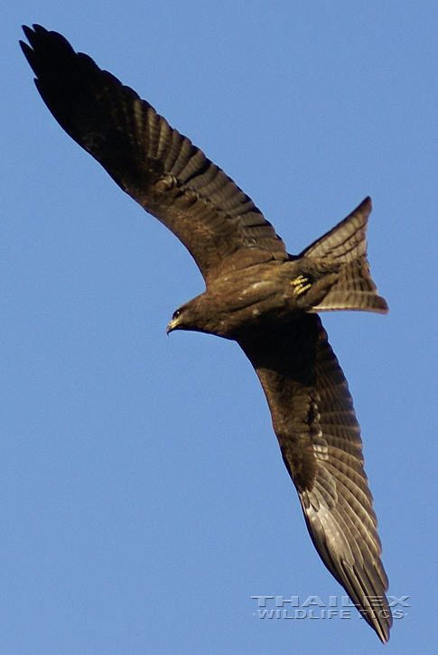 Milvus migrans govinda (Small Indian Kite)