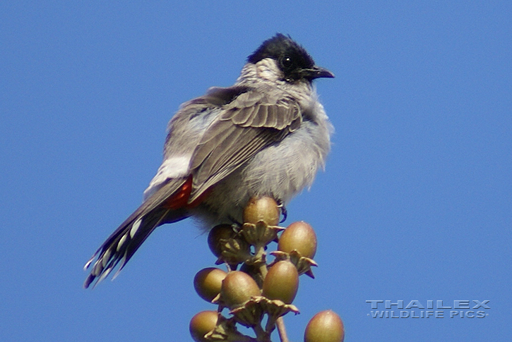 Pycnonotus aurigaster (Sooty-headed Bulbul)