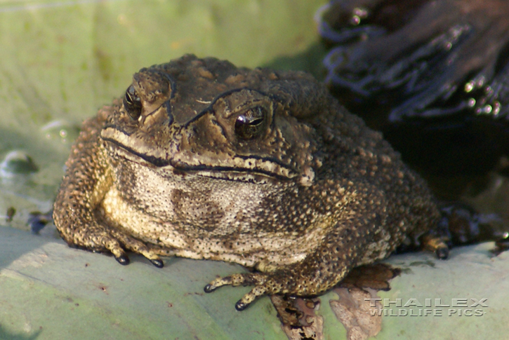 Bufo melanostictus (Southeast Asian Toad)