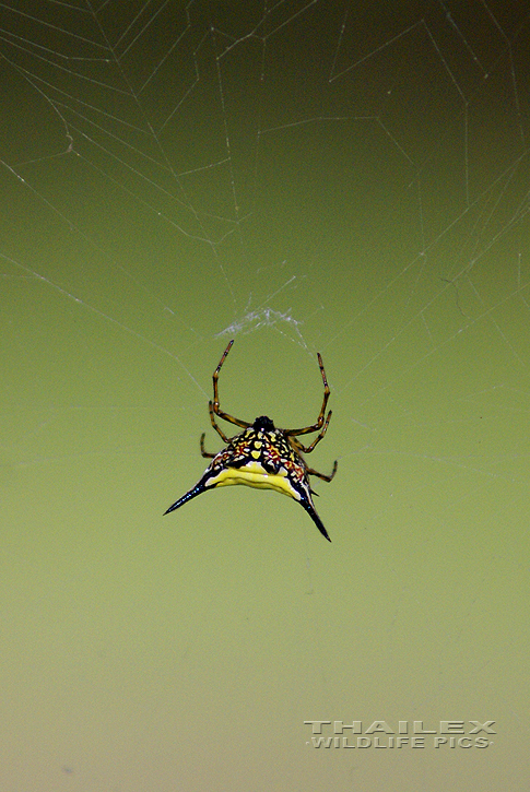 Gasteracantha kuhlii (Spiny-backed Spider)