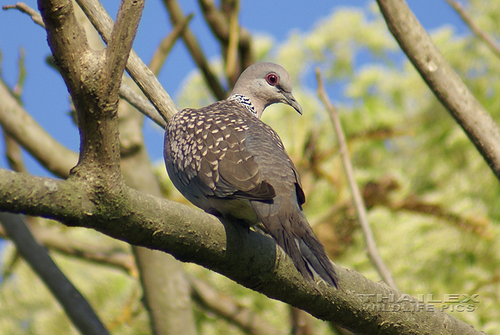Streptopelia chinensis (Spotted Dove)