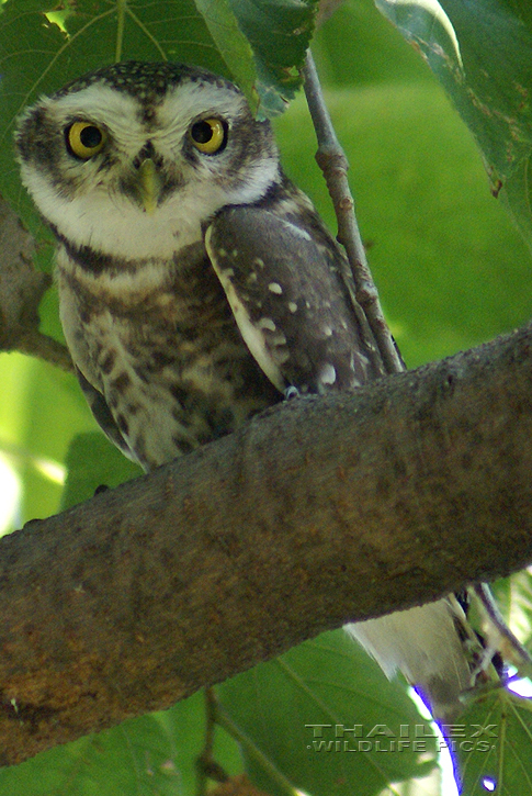Athene brama (Spotted Owlet)