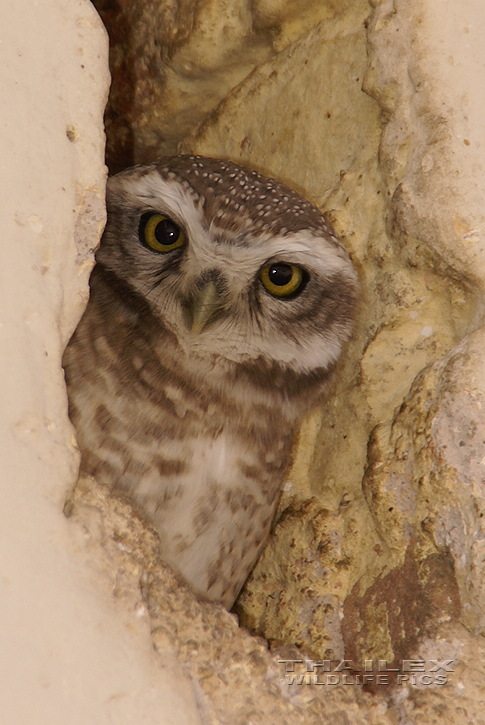 Spotted Owlet (Athene brama)