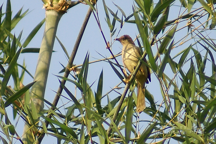 Pycnonotus blanfordi (Streak-eared Bulbul)