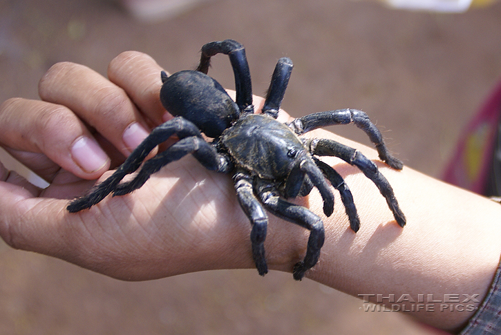 Haplopelma minax (Thai Black Tarantula)