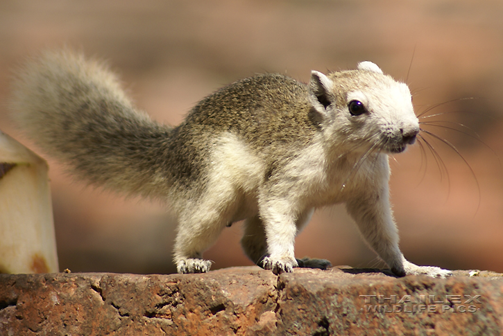 Callosciurus finlaysoni (Variable Squirrel)