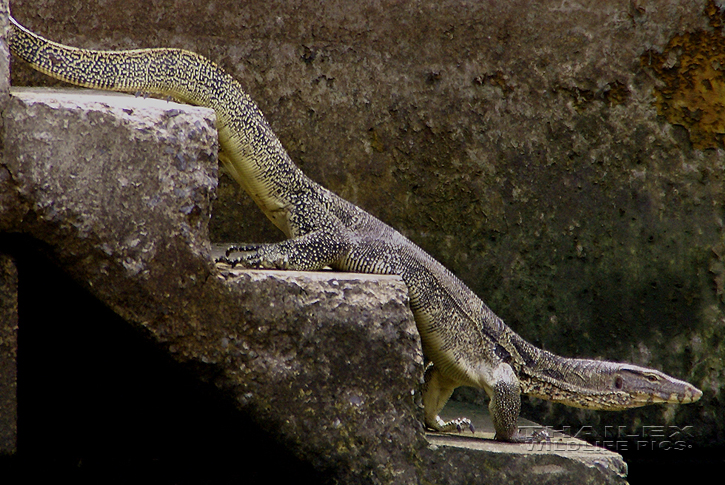 Varanus salvator (Water Monitor)