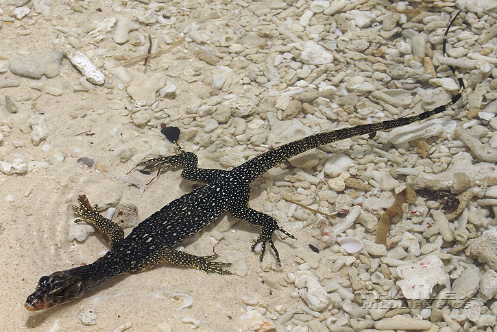 Varanus salvator (Water Monitor)