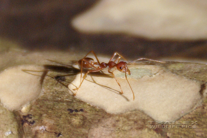Oecophylla smaragdina (Weaver Ant)