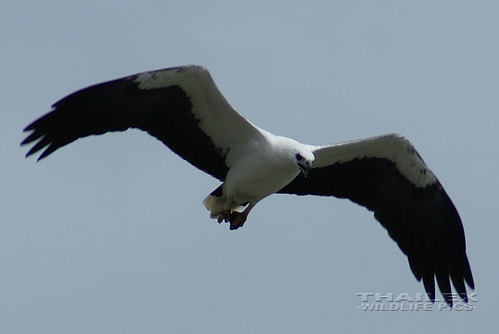 Haliaeetus leucogaster (White-bellied Sea Eagle)