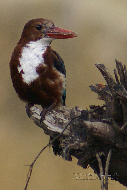 Halcyon smyrnensis (White-breasted Kingfisher)