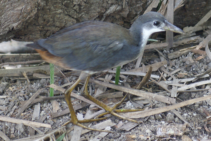 Amaurornis phoenicurus (White-breasted Waterhen)