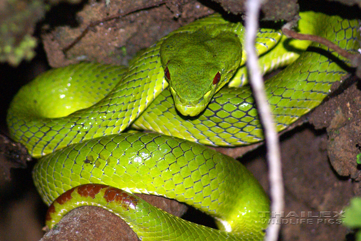 White-lipped Pit Viper (Trimeresurus albobrabis)