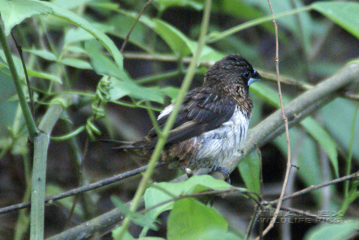 White-rumped Munia (Lonchura striata)