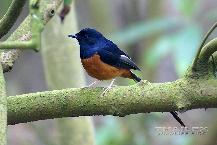 Copsychus malabaricus (White-rumped Shama)