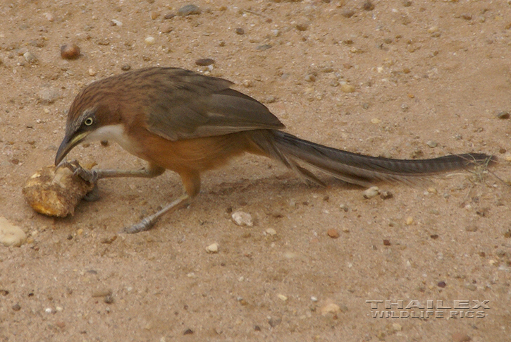 Turdoides gularis (White-throated Babbler)