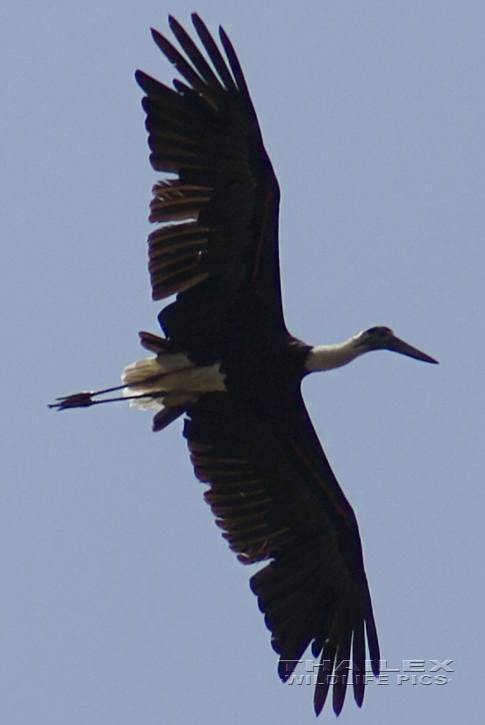 Ciconia episcopus (Woolly-necked Stork)