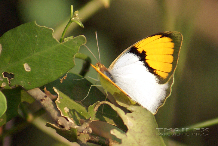 Yellow Orange Tip (Ixias pyrene)