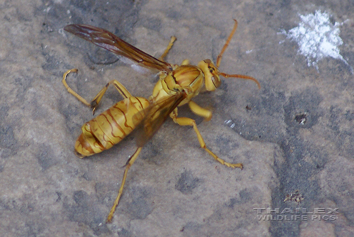 Polistes olivaceus (Yellow Paper Wasp)