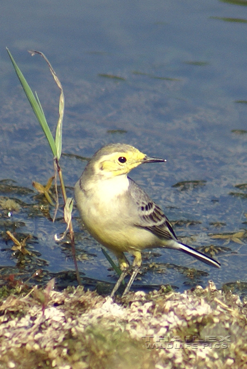 Motacilla citreola (Yellow-headed Wagtail)