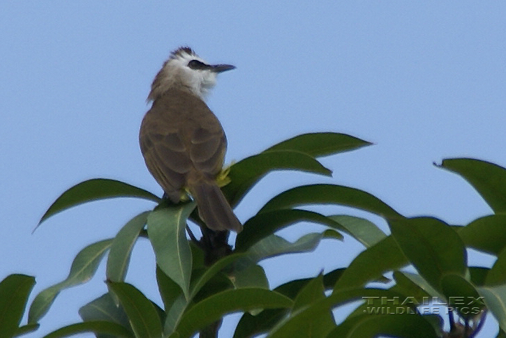 Yellow-vented Bulbul (Pycnonotus goiavier)